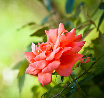 DDOS压力测试网页端